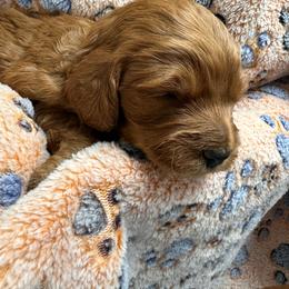 Choppa - Red  male Goldendoodle puppy in Conklin, Michigan from Lake Michigan Couture Cavapoos & Cockapoos