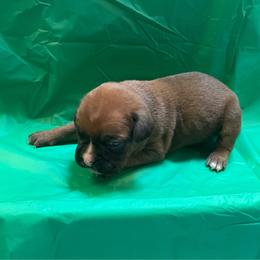 Carrie Underwood - Fawn female Boxer puppy in Willard, North Carolina from Boone’s Boxers of North Carolina