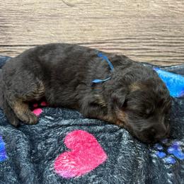 Hami dark blue - Black and red male German Shepherd puppy in Herrick, South Dakota from Dakota Shepherds Kennels
