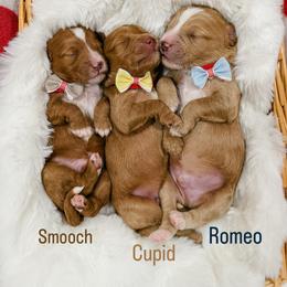 Smooch - Red  male Goldendoodle puppy in Farmington, Utah from Happy Day Doodles