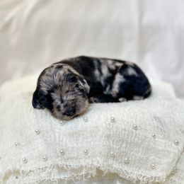 Sunflower - Merle female Labradoodle puppy in Newark, Ohio from Raising Doodles