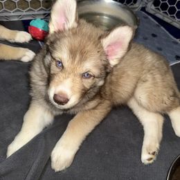 Siberian Husky Puppies from Southern Siberian Huskies of SW Florida