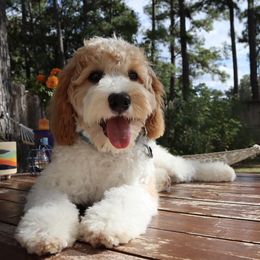 Cavalier King Charles Spaniel and Cavapoo All Grown Up from Golden Hour Cavapoos