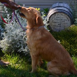 Hank - Golden Retriever
