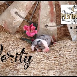 Verity - Blue merle female Miniature Australian Shepherd puppy in Madisonville, Texas from Flying LL Aussies