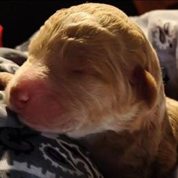 Silver collar - Cream female Goldendoodle puppy in Willow Springs, Missouri from Todd Family Homestead