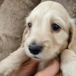 Dachshund puppies from Leroux Creek Cream Dachshunds