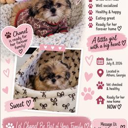 Chanel - Tricolor female Shih Tzu puppy in Athens, Georgia from Imperial Shih Tzu