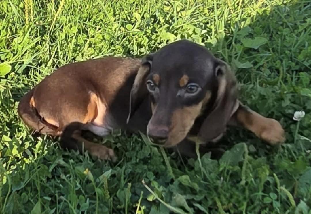 Maddox