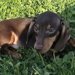 Maddox - Dachshund