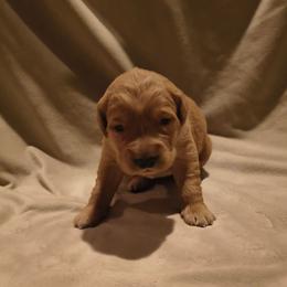 Dancer (2nd pick female) - Dark golden female Golden Retriever puppy in Tenino, Washington from Oak River Goldens'
