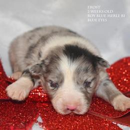 Frost - Blue merle male Miniature Australian Shepherd puppy in Patterson, North Carolina from DreamLine Aussies