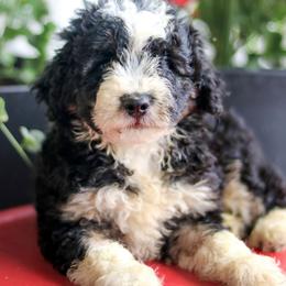 Hendrix - Black and white male Aussiedoodle puppy in Crete, Nebraska from Doodles & Co
