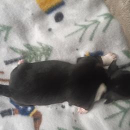 Comet - Black tri male Toy Australian Shepherd puppy in Humansville, Missouri from Tater Tot aussies