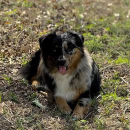 Brookie - Australian Shepherd