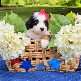 Breeze - Tri-color female Bernedoodle puppy in Russell Springs, Kentucky from 270 Doodles