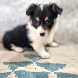 RM Male 2 - Black and tan male Pembroke Welsh Corgi puppy in Duluth, Minnesota from Up North Corgis
