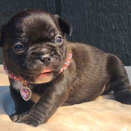 Maroon Collar - Brindle and white female French Bulldog puppy in Puyallup, Washington from Ohana Bulldogs PNW