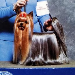 Touché  - Yorkshire Terrier