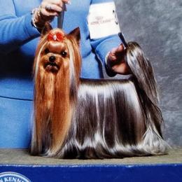 Touché  - Yorkshire Terrier