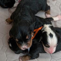 Girl 4 - Black and white female Bernedoodle puppy in Travelers Rest, South Carolina from Bernedoodle.do