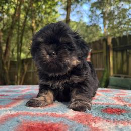 Boy 2 - male Shih Tzu puppy in Mobile, Alabama from FluffyTail Shih Tzu