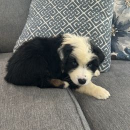 Rocket - Black tri-color male Australian Shepherd puppy in Franklinton, Louisiana from Cottonwood Farms Australian Shepherds