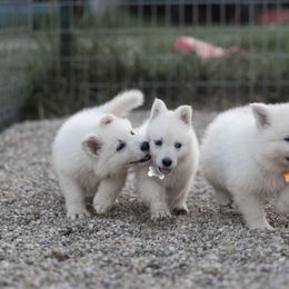 Berger Blanc Suisse Puppies from Fireside Fernweh