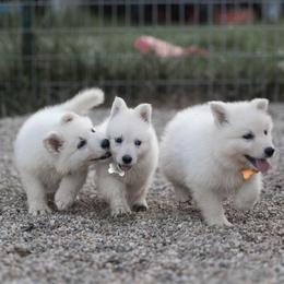 Berger Blanc Suisse Puppies from Fireside Fernweh