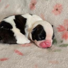 Girl 3 - Black brindle and white female Boston Terrier puppy in Gibson City, Illinois from Quinn's Kennels