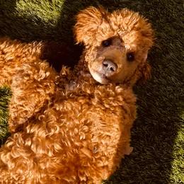 Goldendoodle Puppies from Labradoodleday