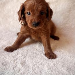 Vela - Red  female Goldendoodle puppy in Ogden, Utah from Abby Chaffee