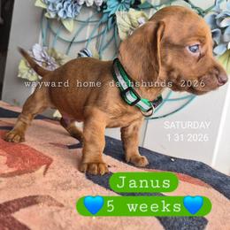 Janus - Brindle male Dachshund puppy in Harrodsburg, Kentucky from Wayward Home Dachshunds