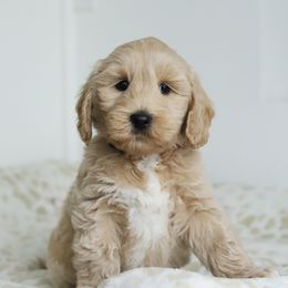 Orange - Cream male Australian Labradoodle puppy in Williamstown, New York from Lewis Manor Labradoodles