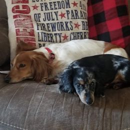 Dachshunds from Aubrey's Dachshunds