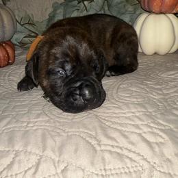 Orange Collar Male - Chestnut brindle male Cane Corso puppy in Princeton, Indiana from C&M Cane Corso