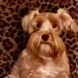 Capri - Miniature Schnauzer