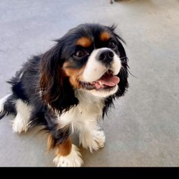 Charlie - Cavalier King Charles Spaniel