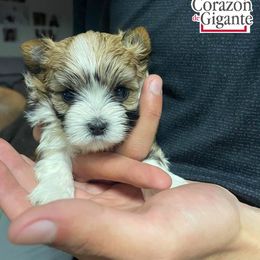 Baby Saja - Tan and white male Yorkshire Terrier puppy in California from Corazon de gigante