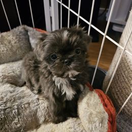 Missy - Silver female Shih Tzu puppy in Corona, California from Ju Shih Tzu