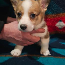 Sneezy - Sable female Pembroke Welsh Corgi puppy in Pilot Rock, Oregon from L2H Corgi's