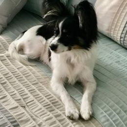 Papillon Puppies from Tiny Treasures Papillons