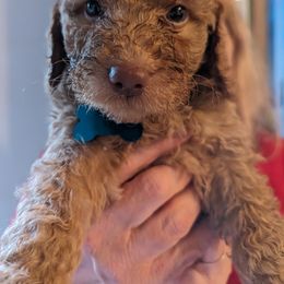 Goldendoodle Puppies from Dream Lake Doodles