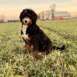 Cici - Bernedoodle