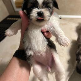Tri girl - Tricolor female Shih Tzu puppy in Missouri from Anna's Babies in the Midwest
