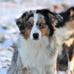 Moose - Miniature Australian Shepherd