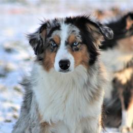 Moose - Miniature Australian Shepherd