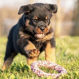 Rottweilers from Power Hause Kennels