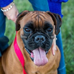 Liberty - Boxer