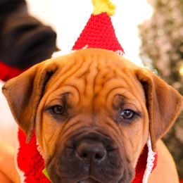 Pink Collar Girl - Fawn female Boerboel puppy in Lubbock, Texas from Bushido Boerboels